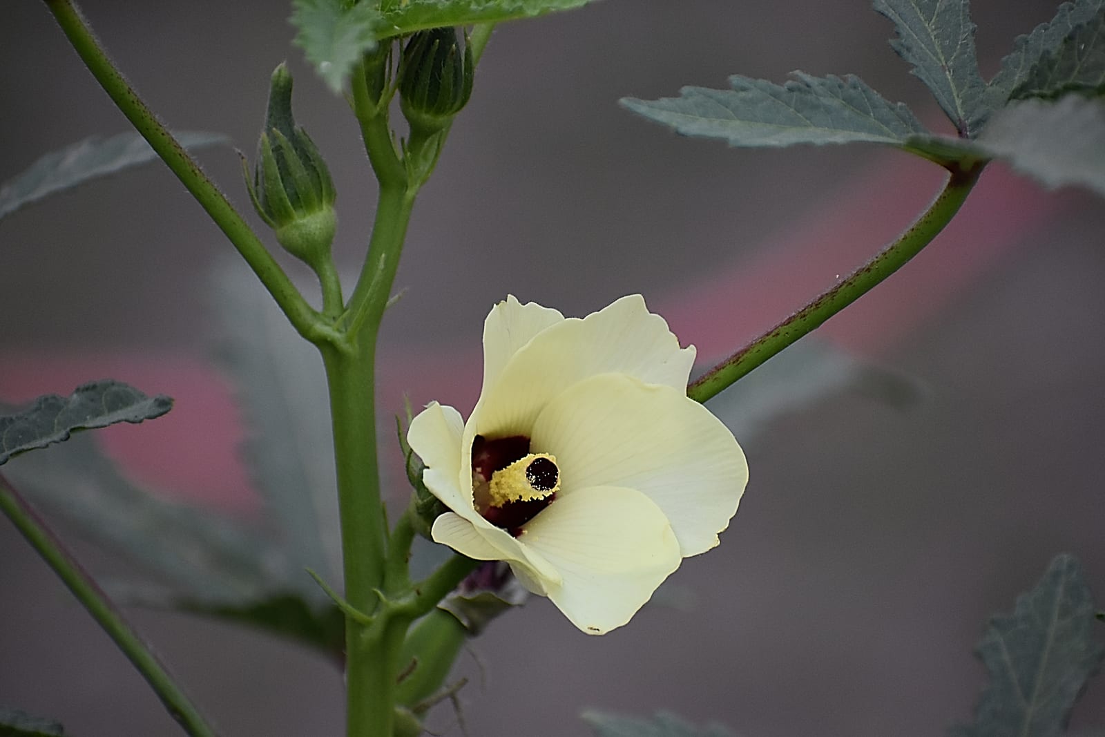 Okra