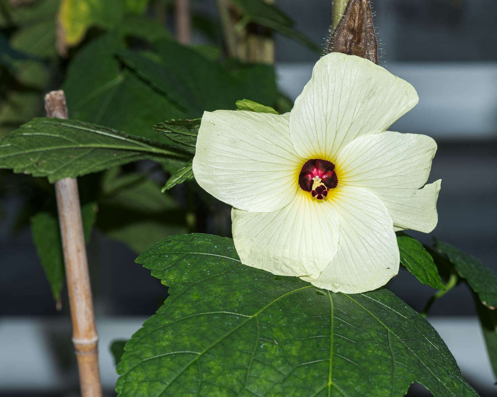 Okra thumbnail 2