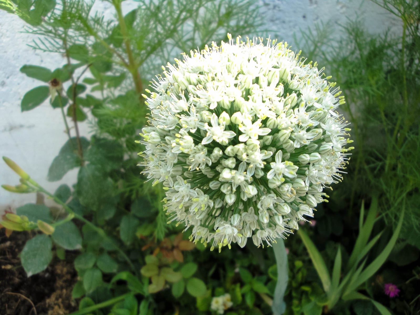 Onion