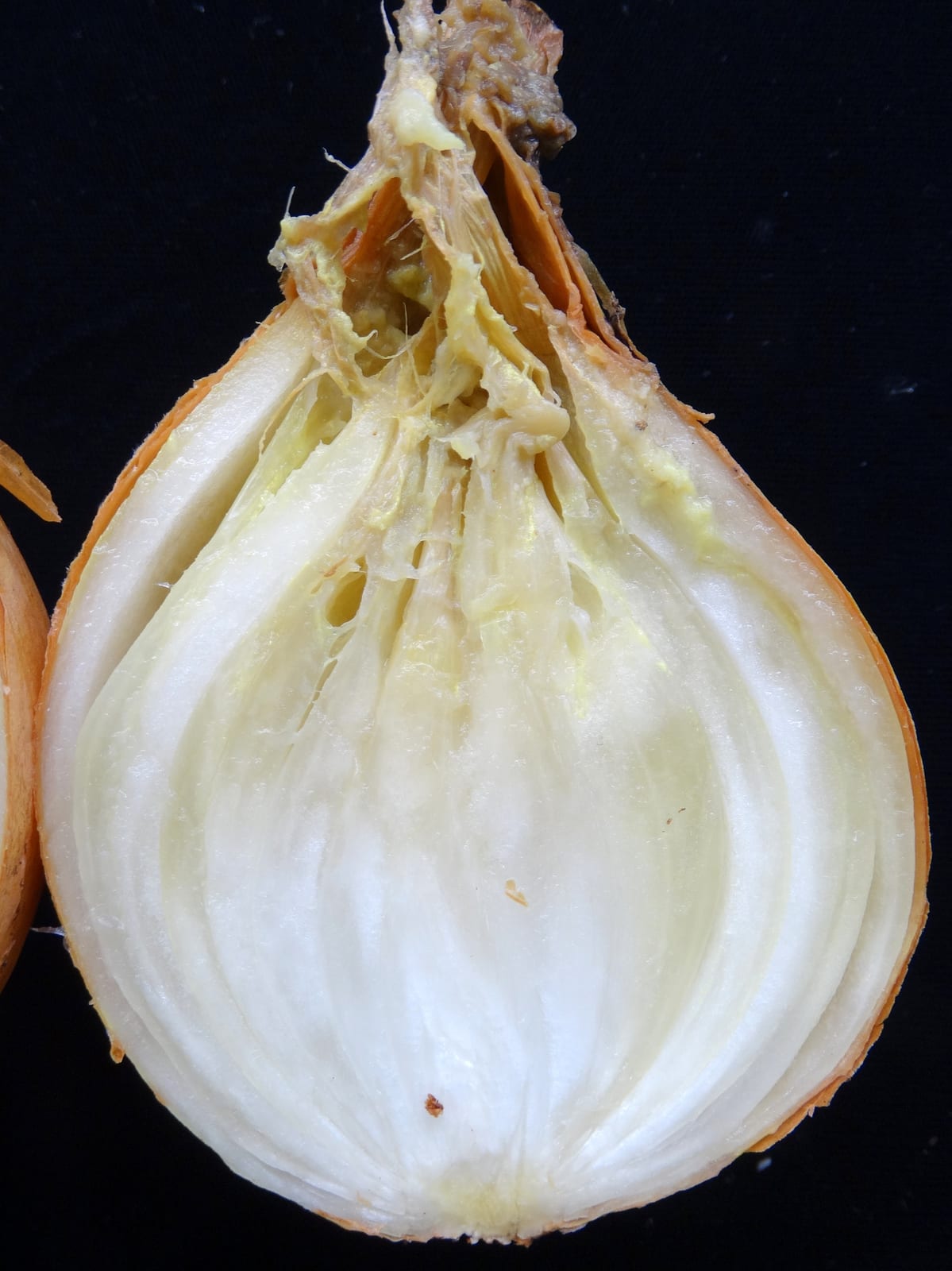 Onion thumbnail 4