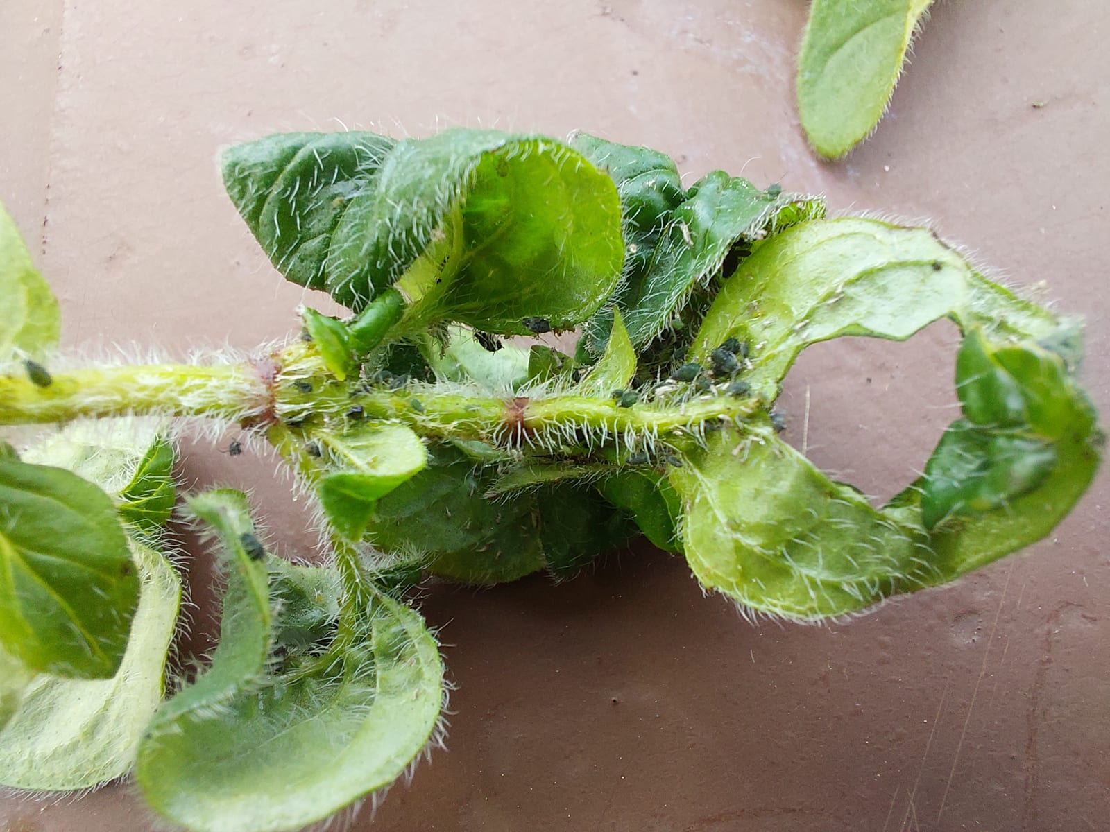 Oregano thumbnail 2