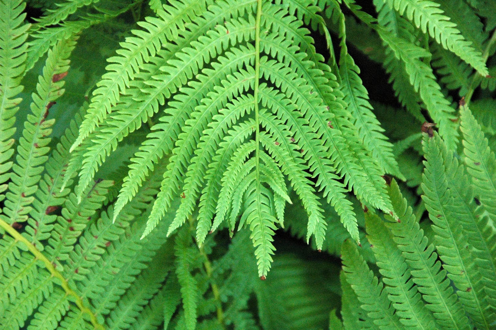 Ostrich Fern thumbnail 3