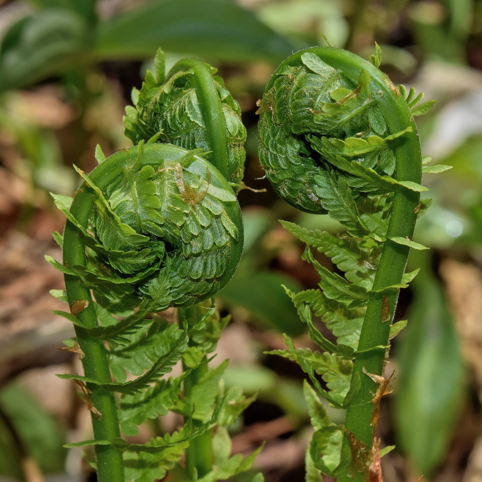 Ostrich Fern thumbnail 4
