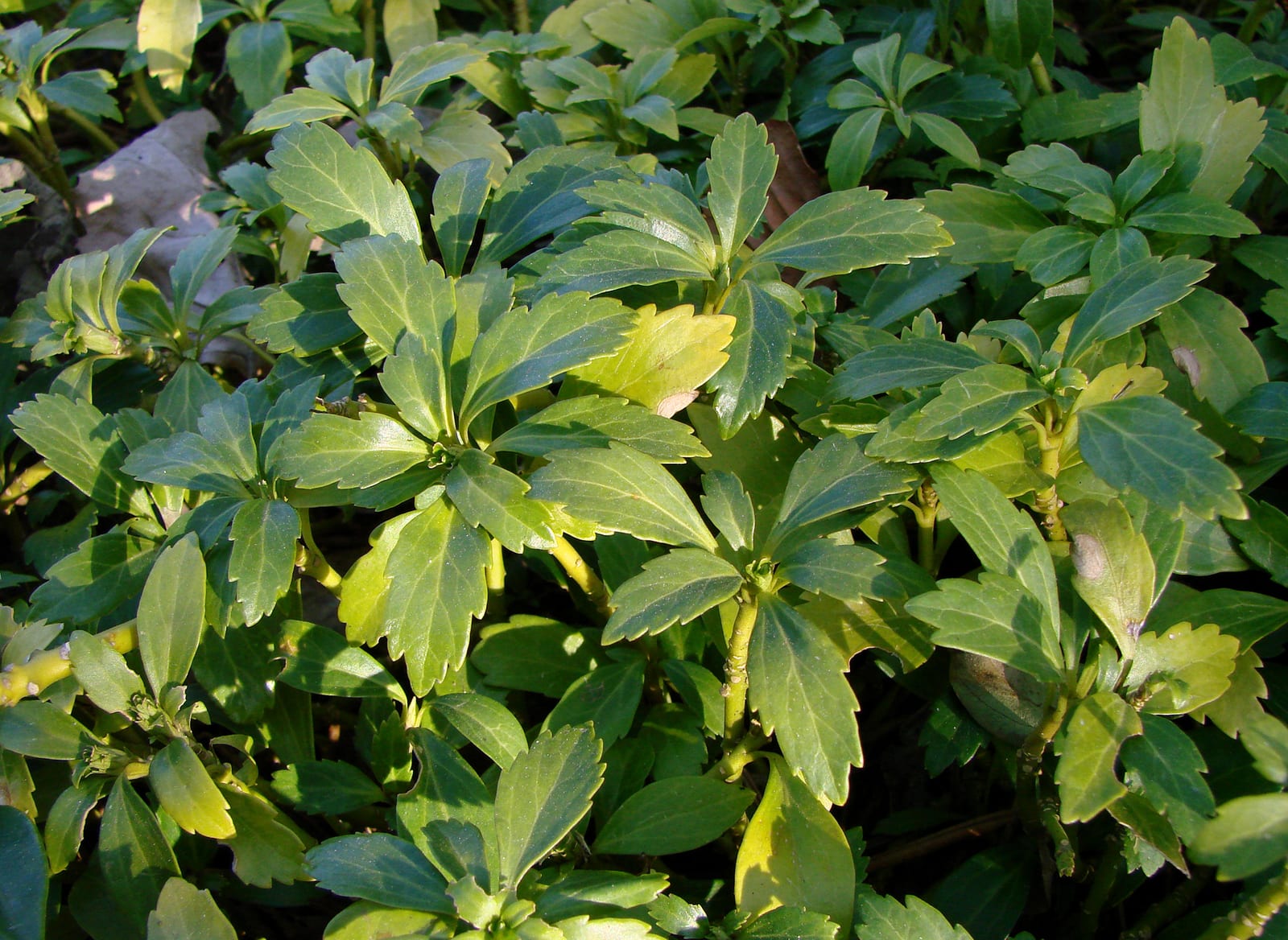 Pachysandra