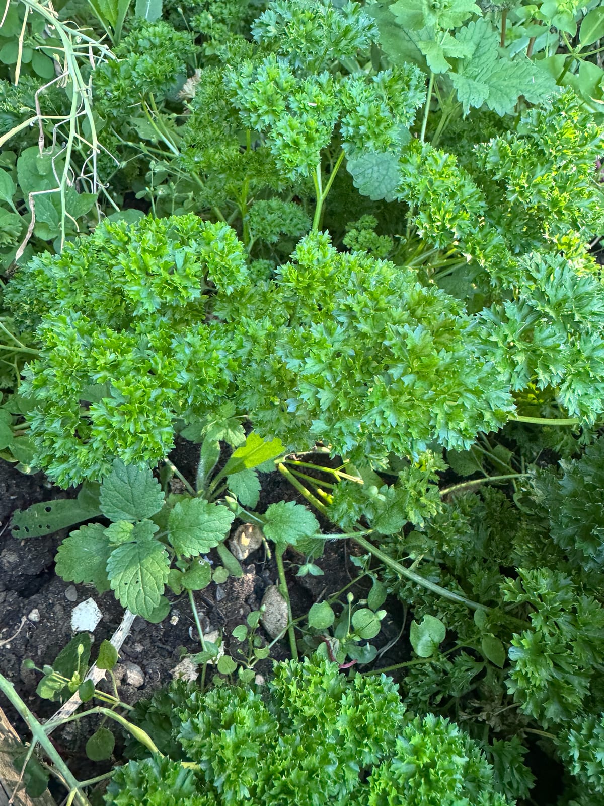 Parsley thumbnail 4
