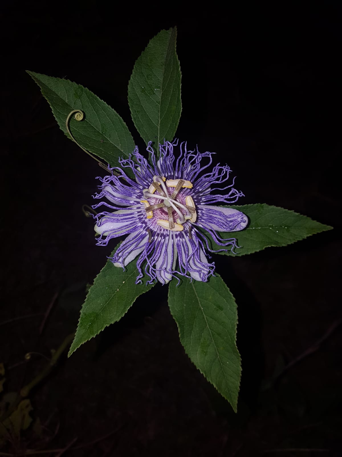 Passionflower thumbnail 4