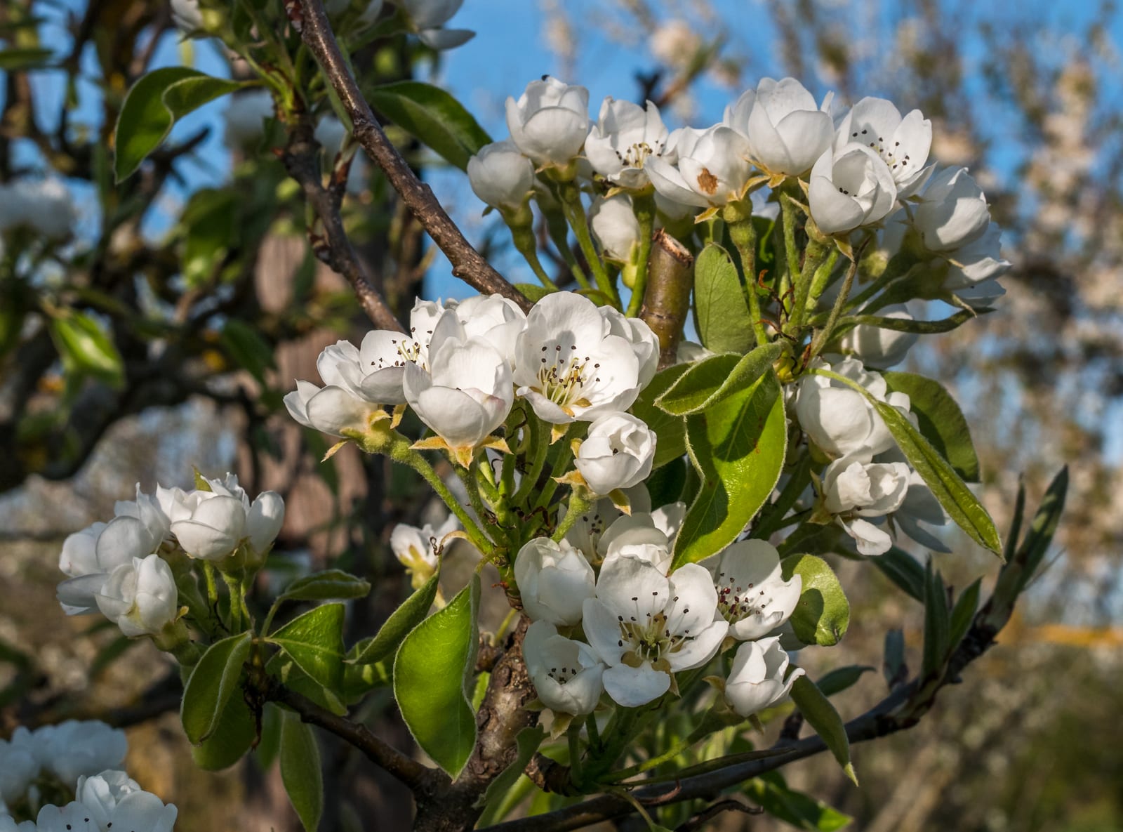 Pear Tree thumbnail 2