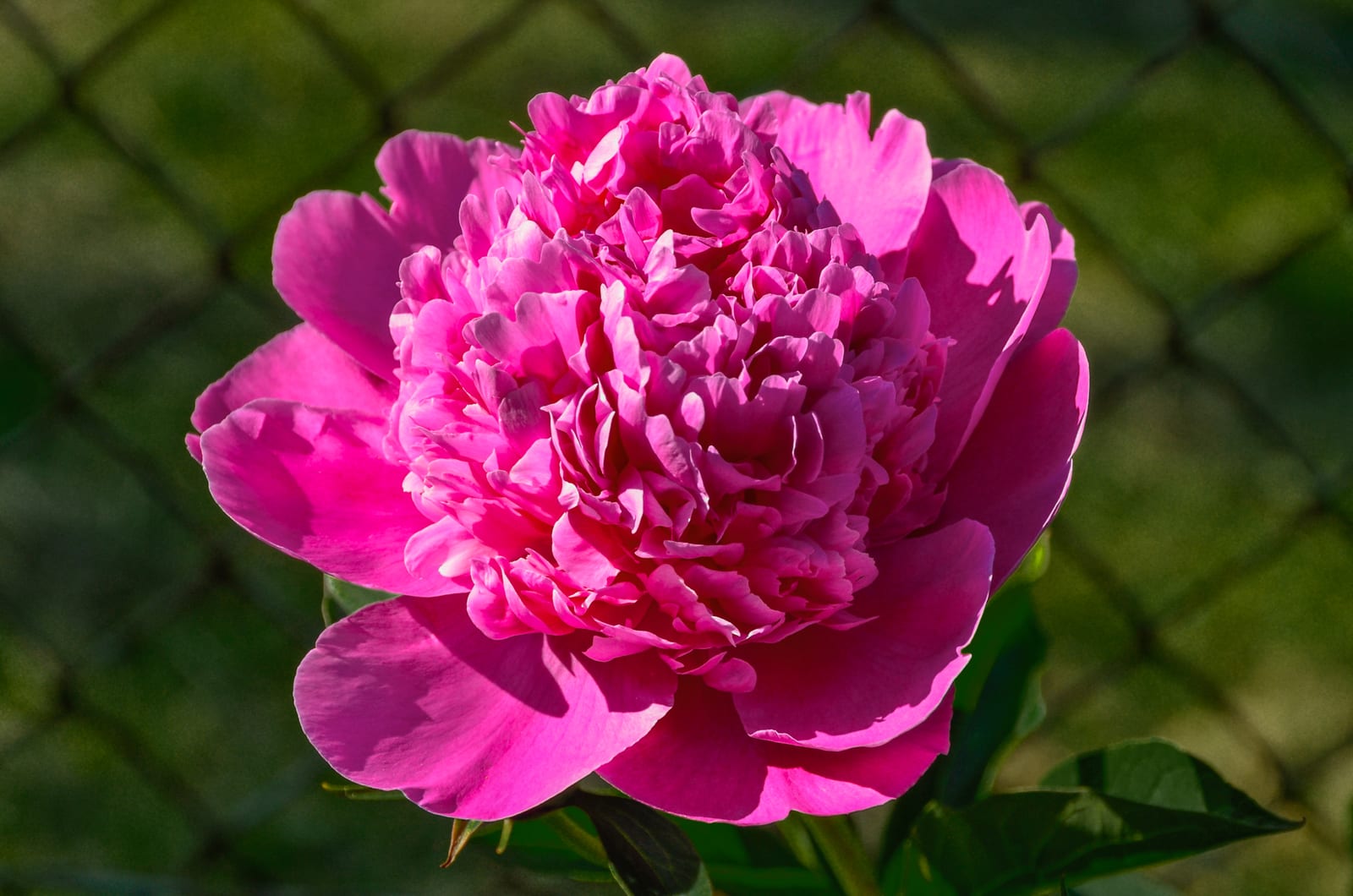 Peony thumbnail 2