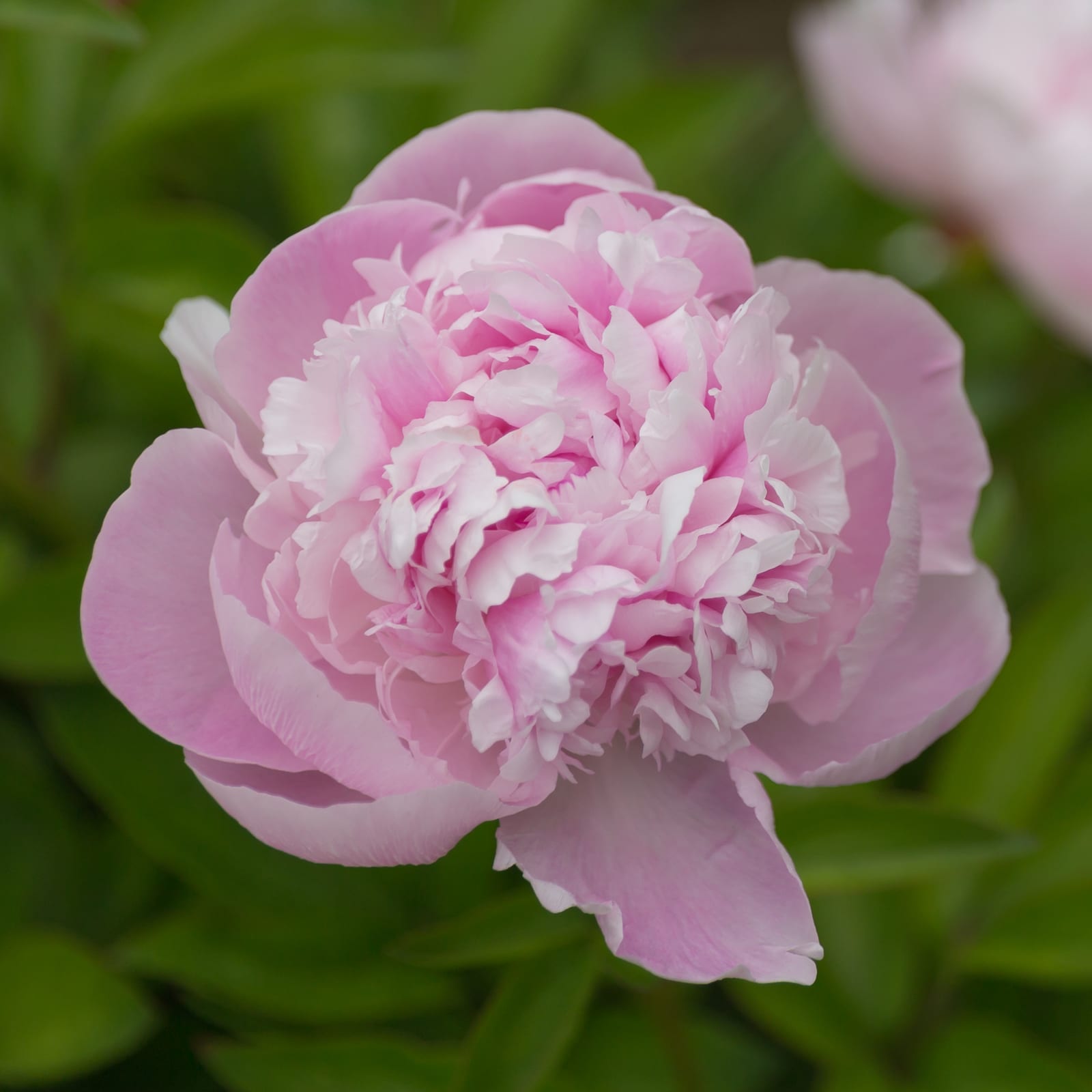 Peony thumbnail 4