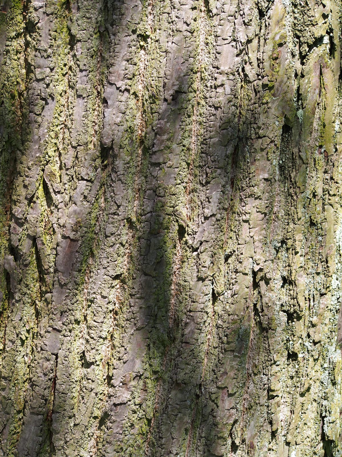 Pin Oak thumbnail 2