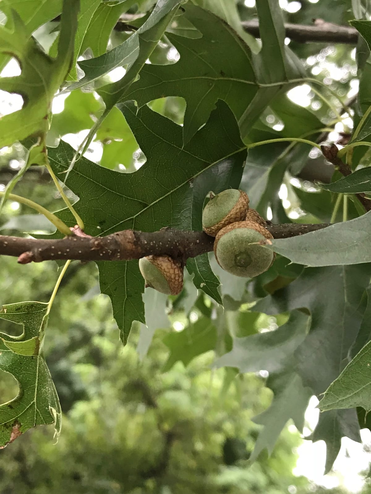 Pin Oak thumbnail 3