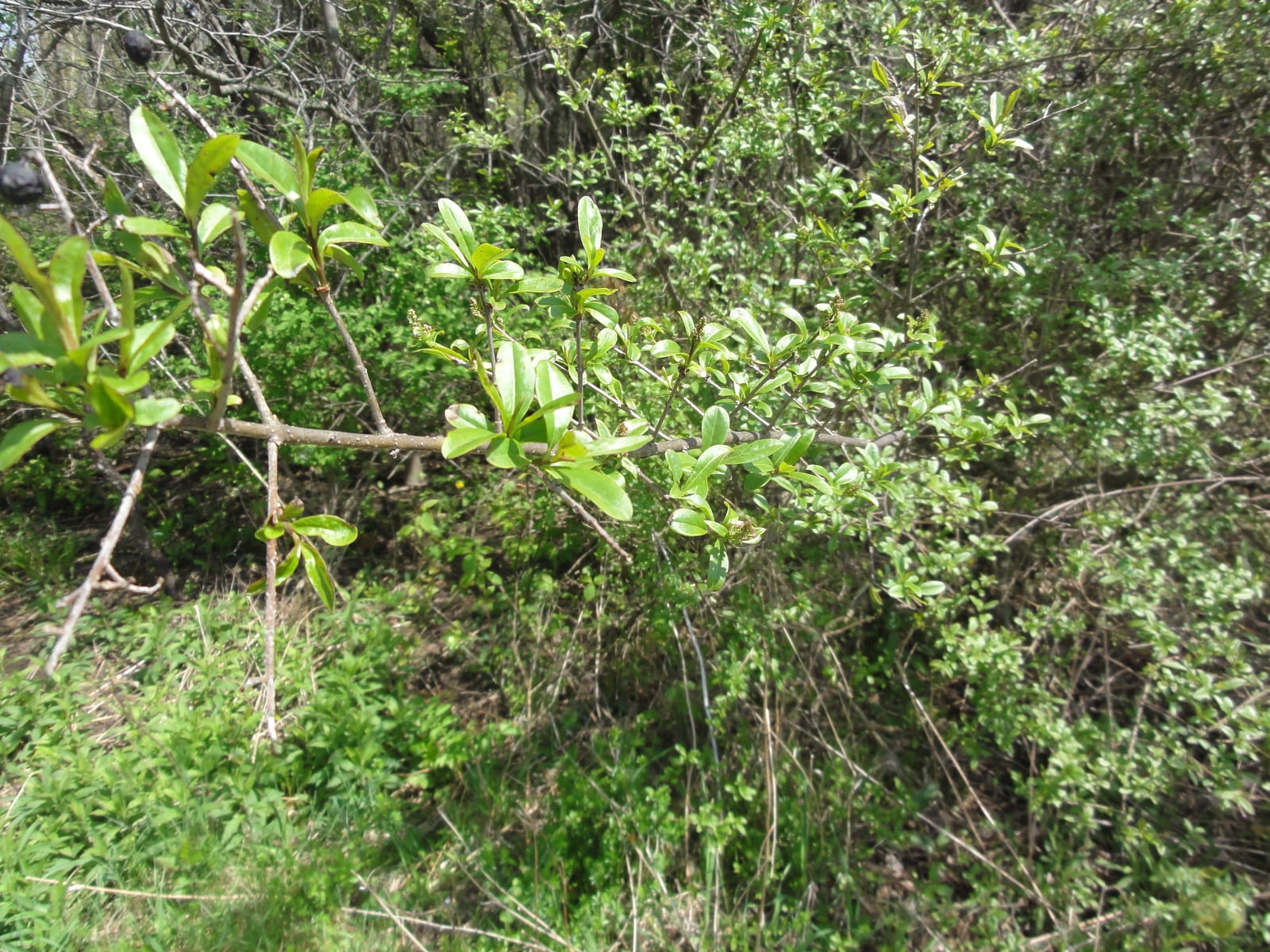 Privet thumbnail 2