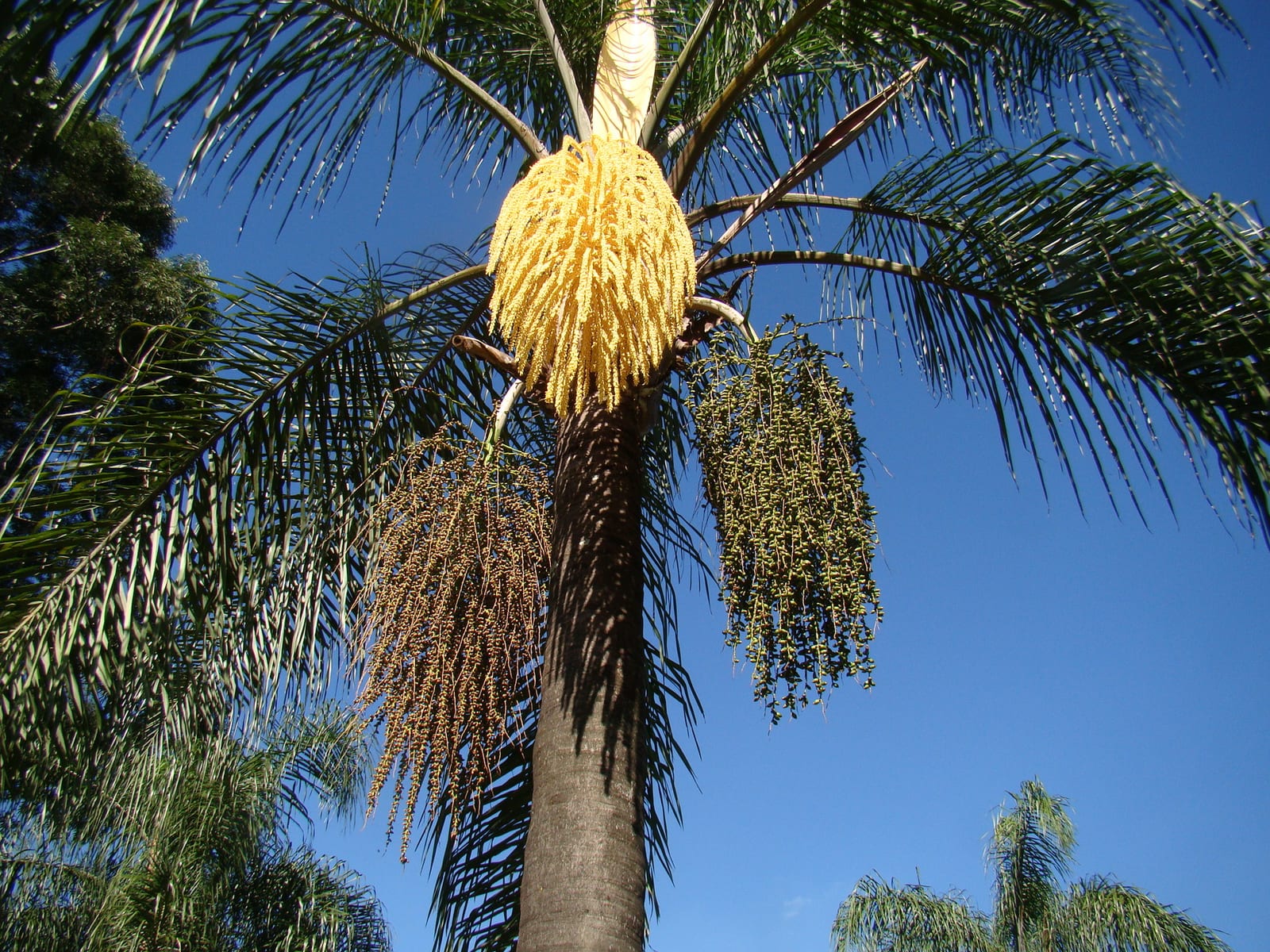 Queen Palm thumbnail 3