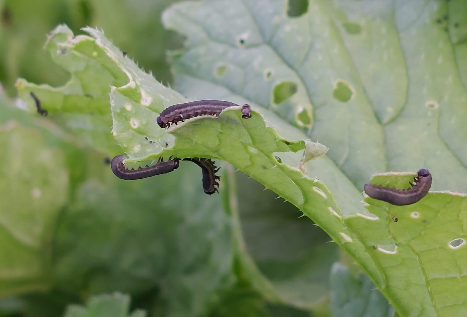 Radish thumbnail 3