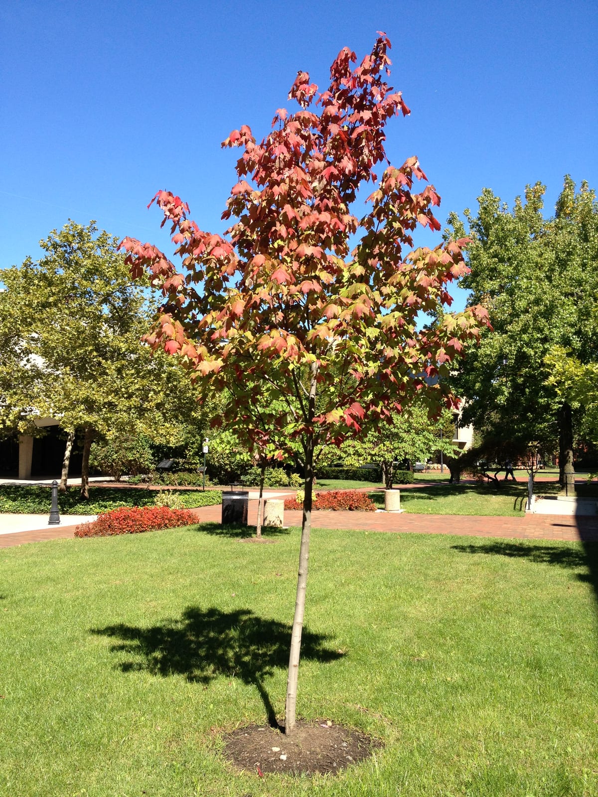 Red Maple thumbnail 2