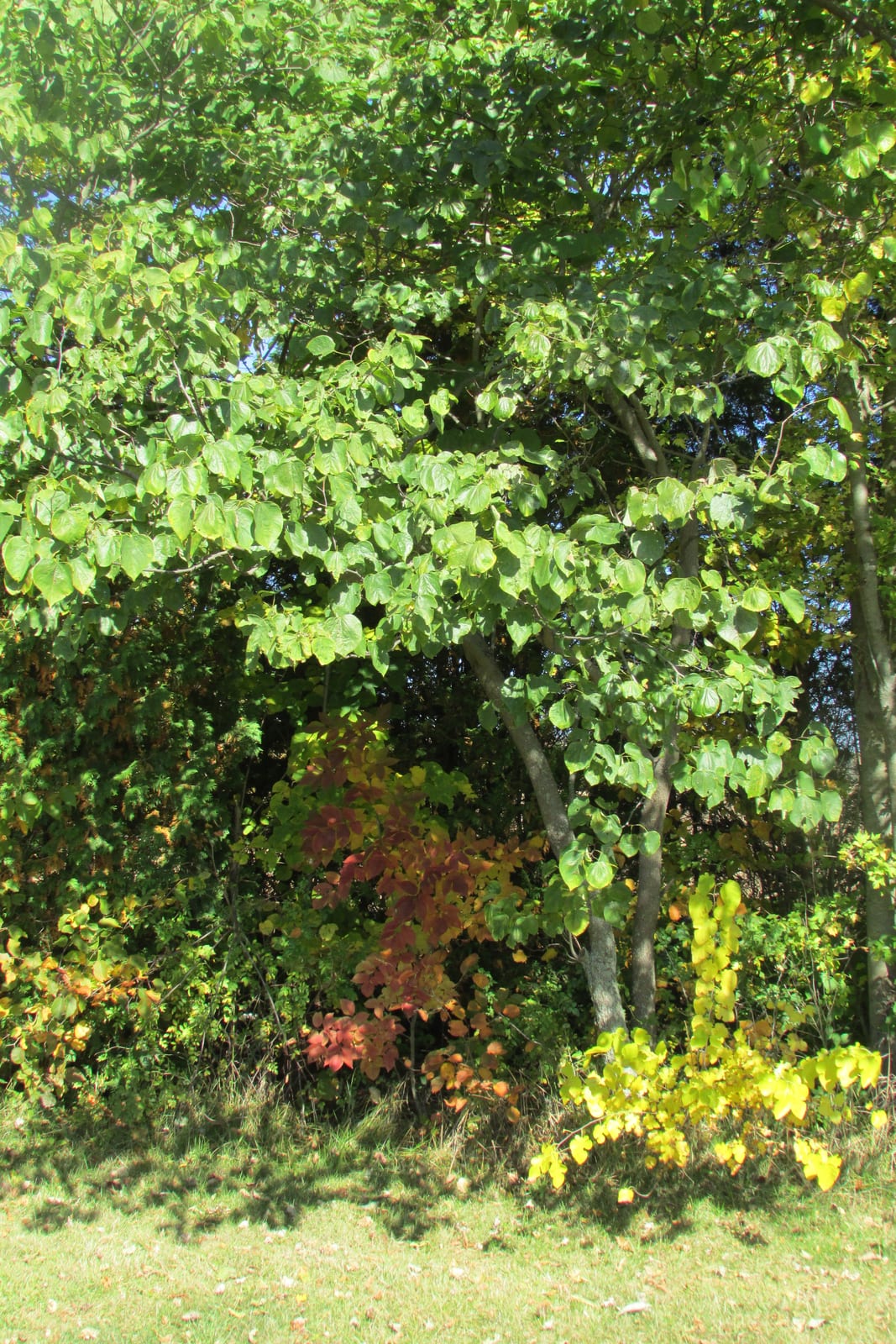 Redbud thumbnail 4