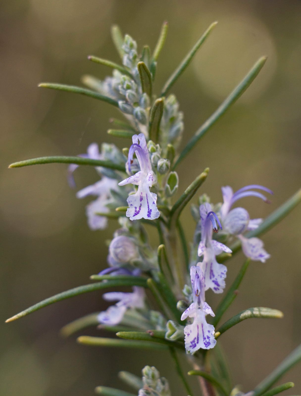 Rosemary thumbnail 3