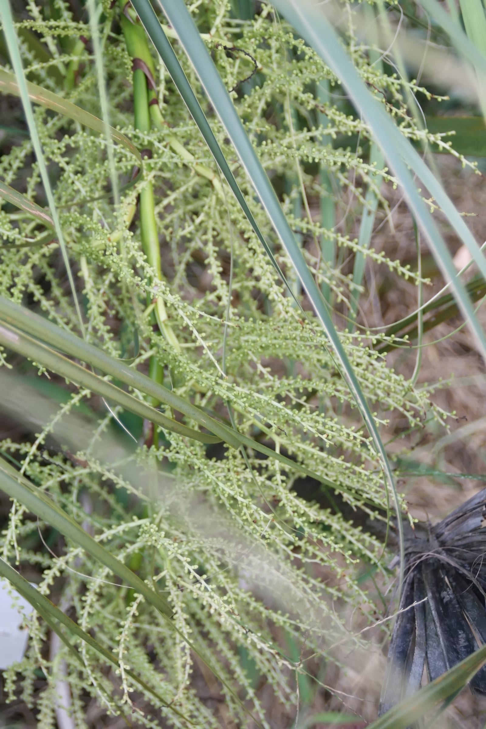 Sabal Palm (Cabbage Palm)