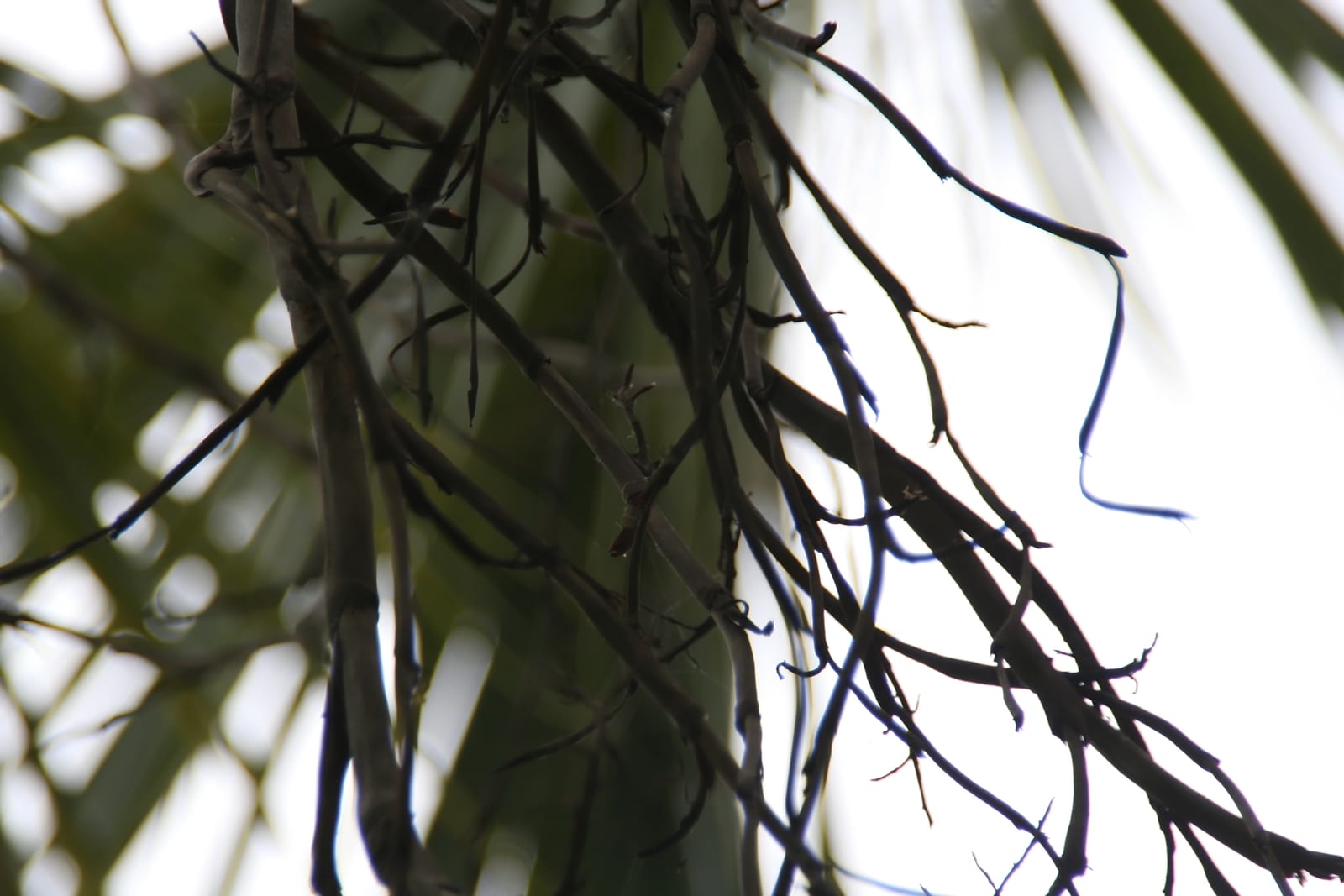 Sabal Palm (Cabbage Palm) thumbnail 4