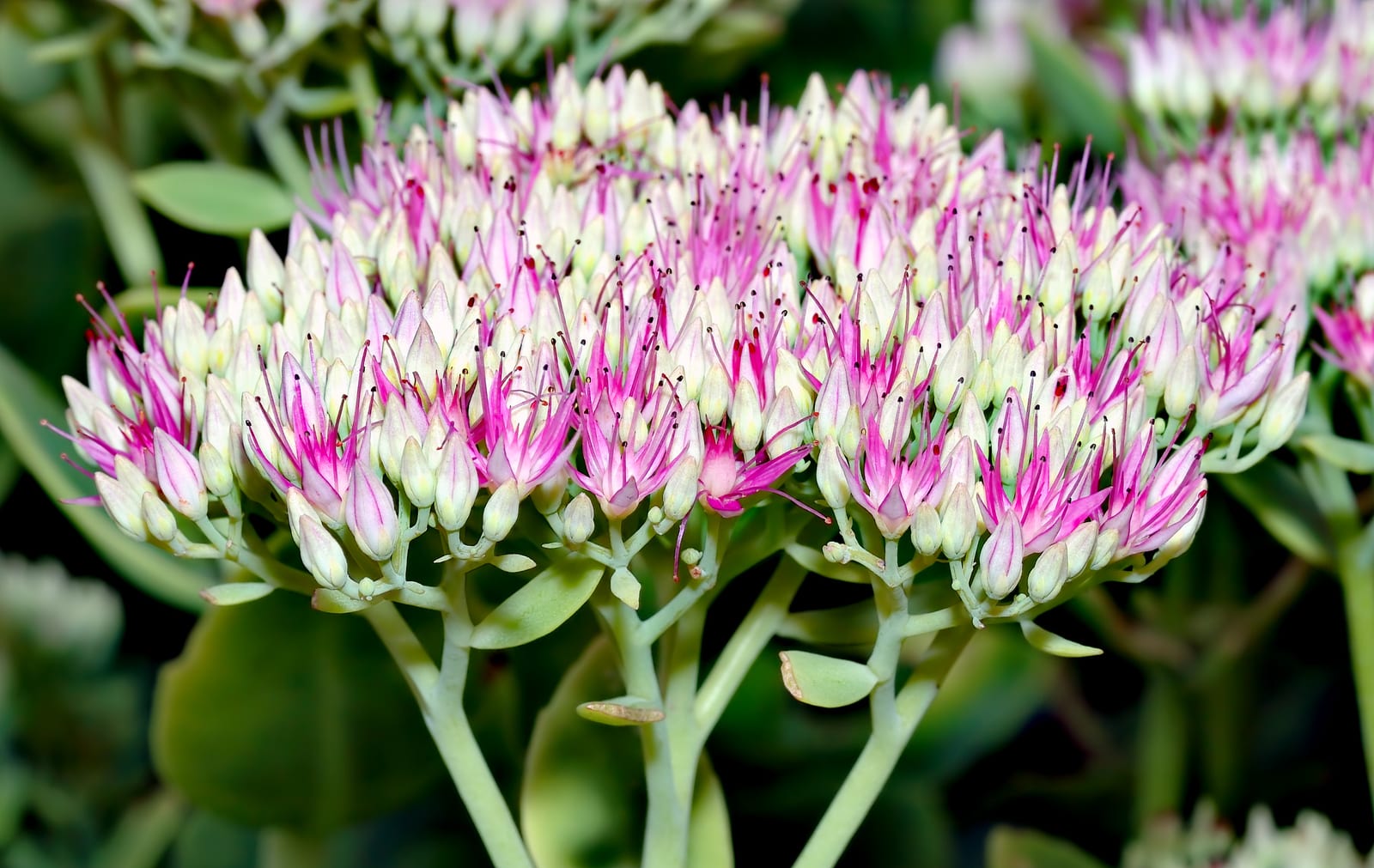 Sedum (Stonecrop) thumbnail 2