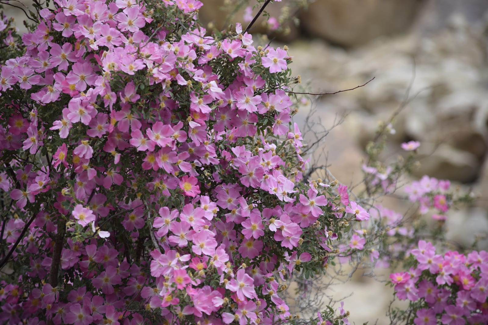 Shrub Rose (English/Landscape Rose) thumbnail 2