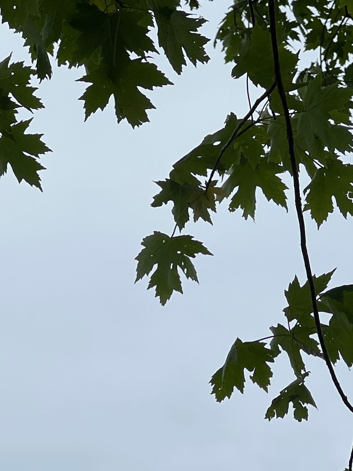 Silver Maple thumbnail 4
