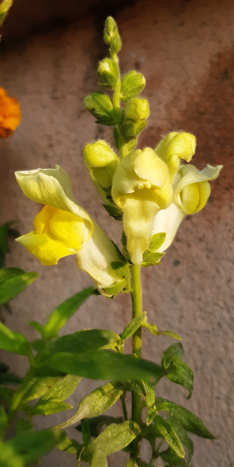 Snapdragon thumbnail 4