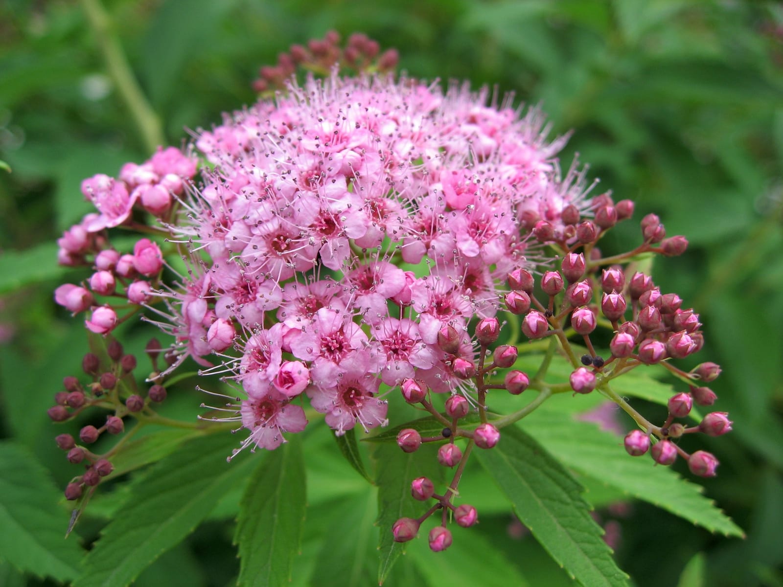 Spirea thumbnail 3