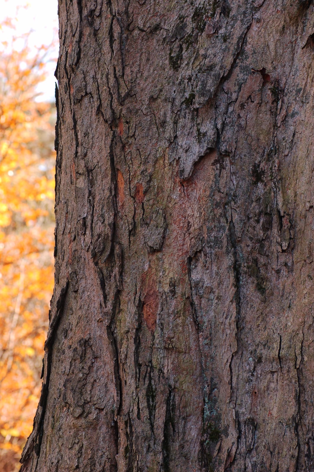 Sugar Maple thumbnail 2