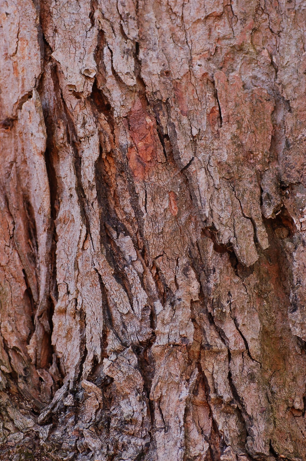 Sugar Maple thumbnail 3