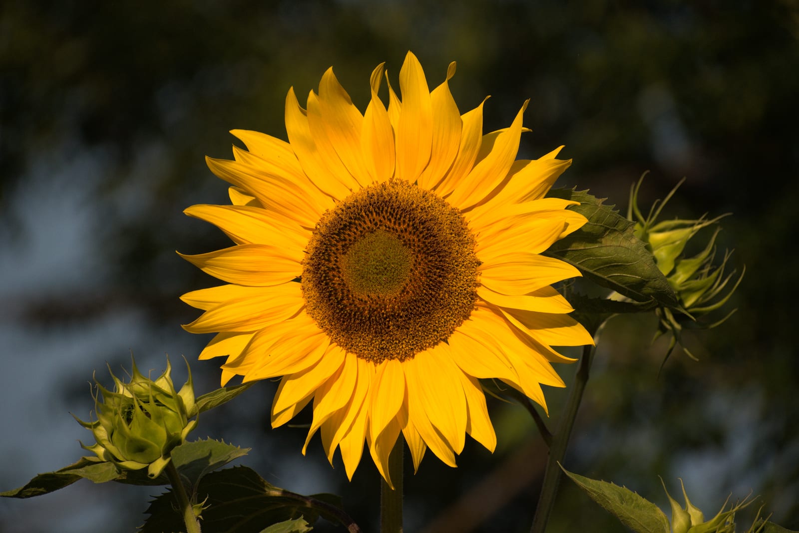 Sunflower
