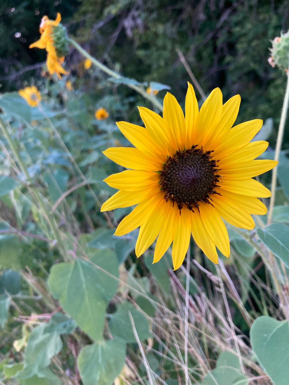 Sunflower thumbnail 3