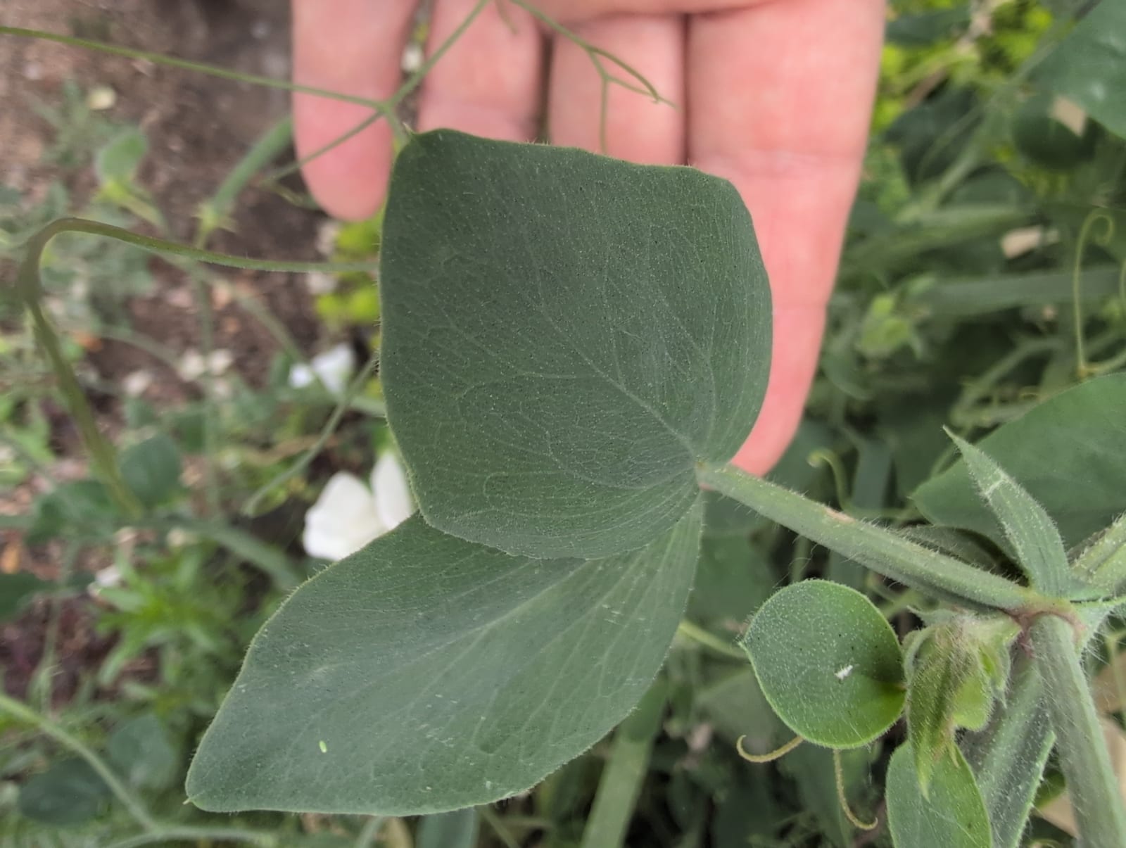 Sweet Pea thumbnail 4
