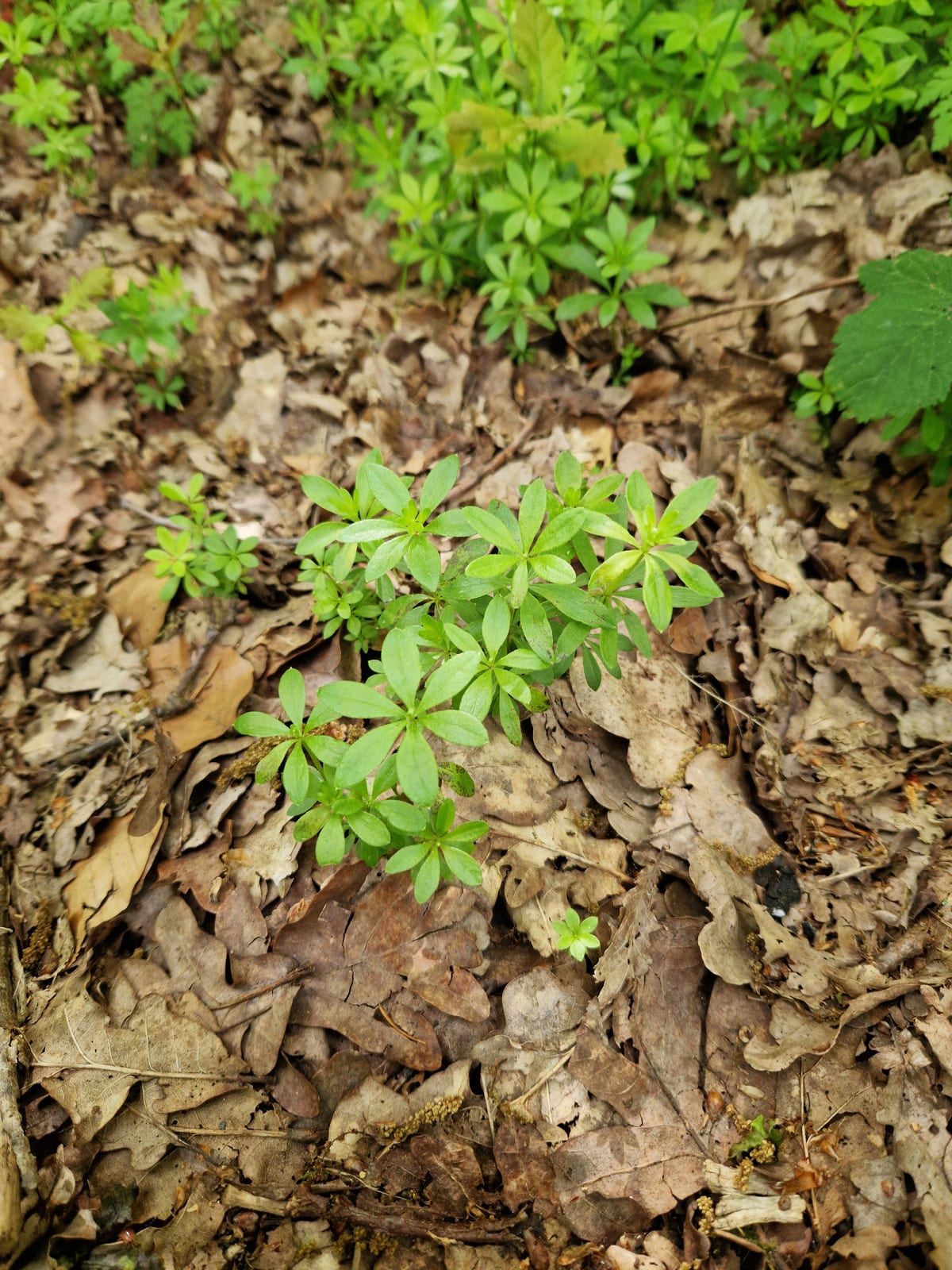 Sweet Woodruff thumbnail 3