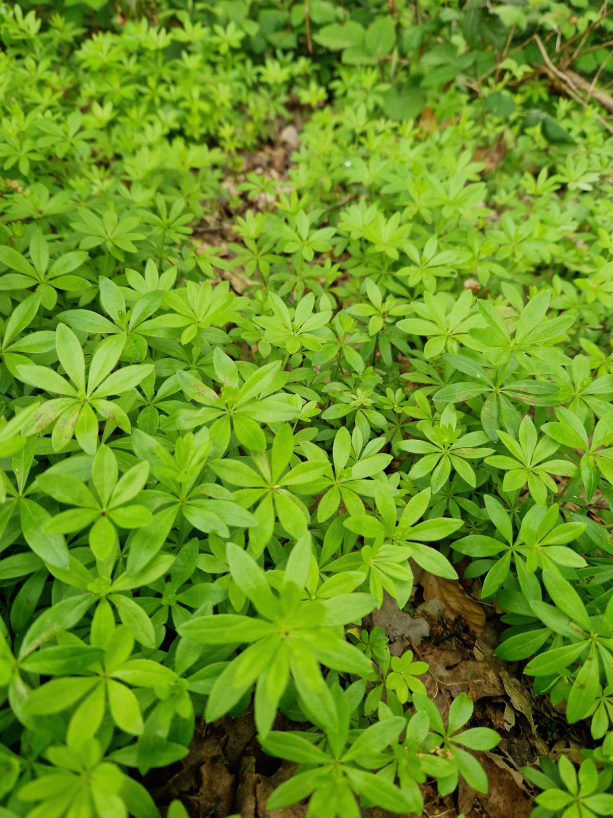 Sweet Woodruff thumbnail 4