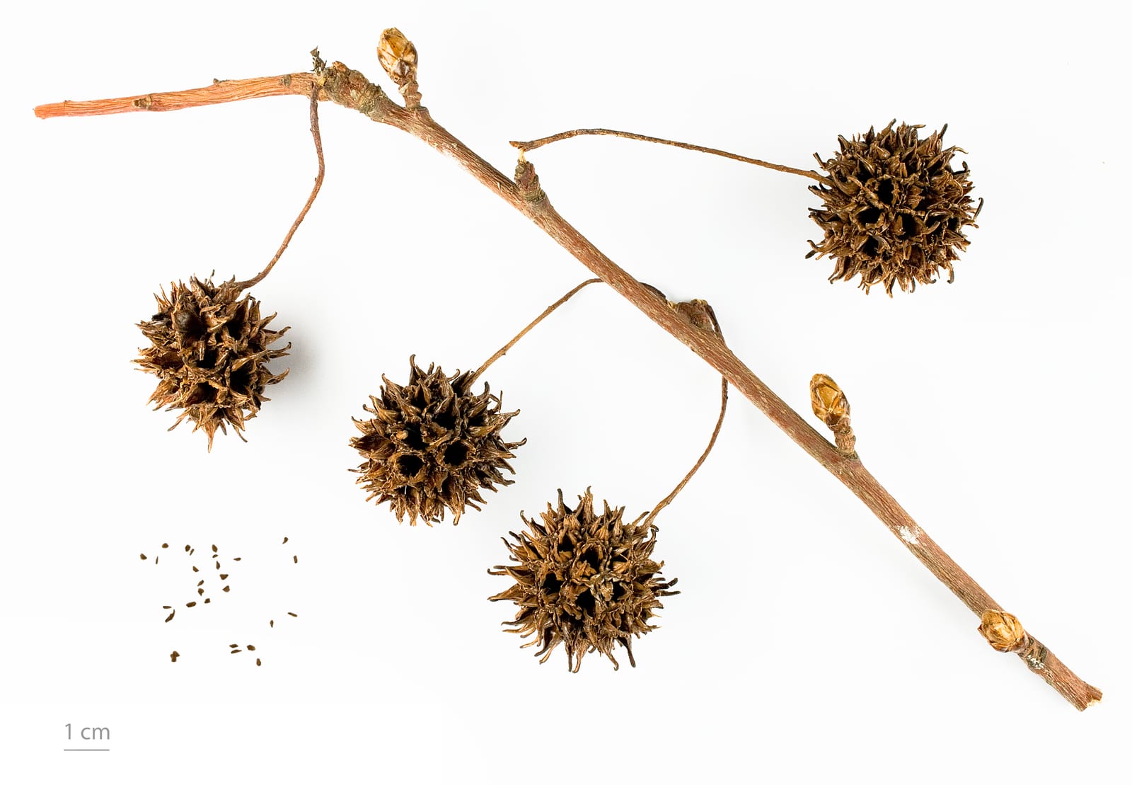 Sweetgum