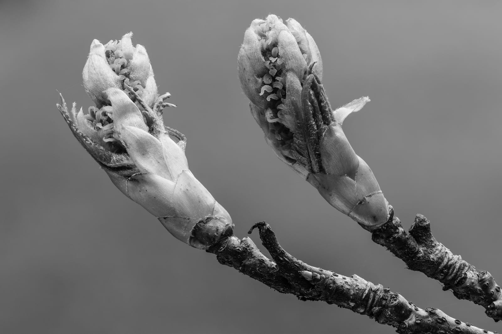 Sweetgum thumbnail 3