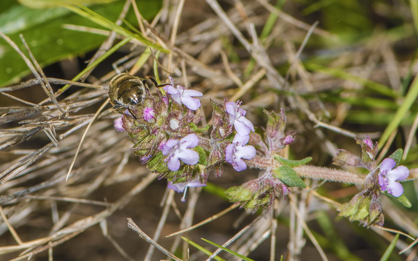 Thyme