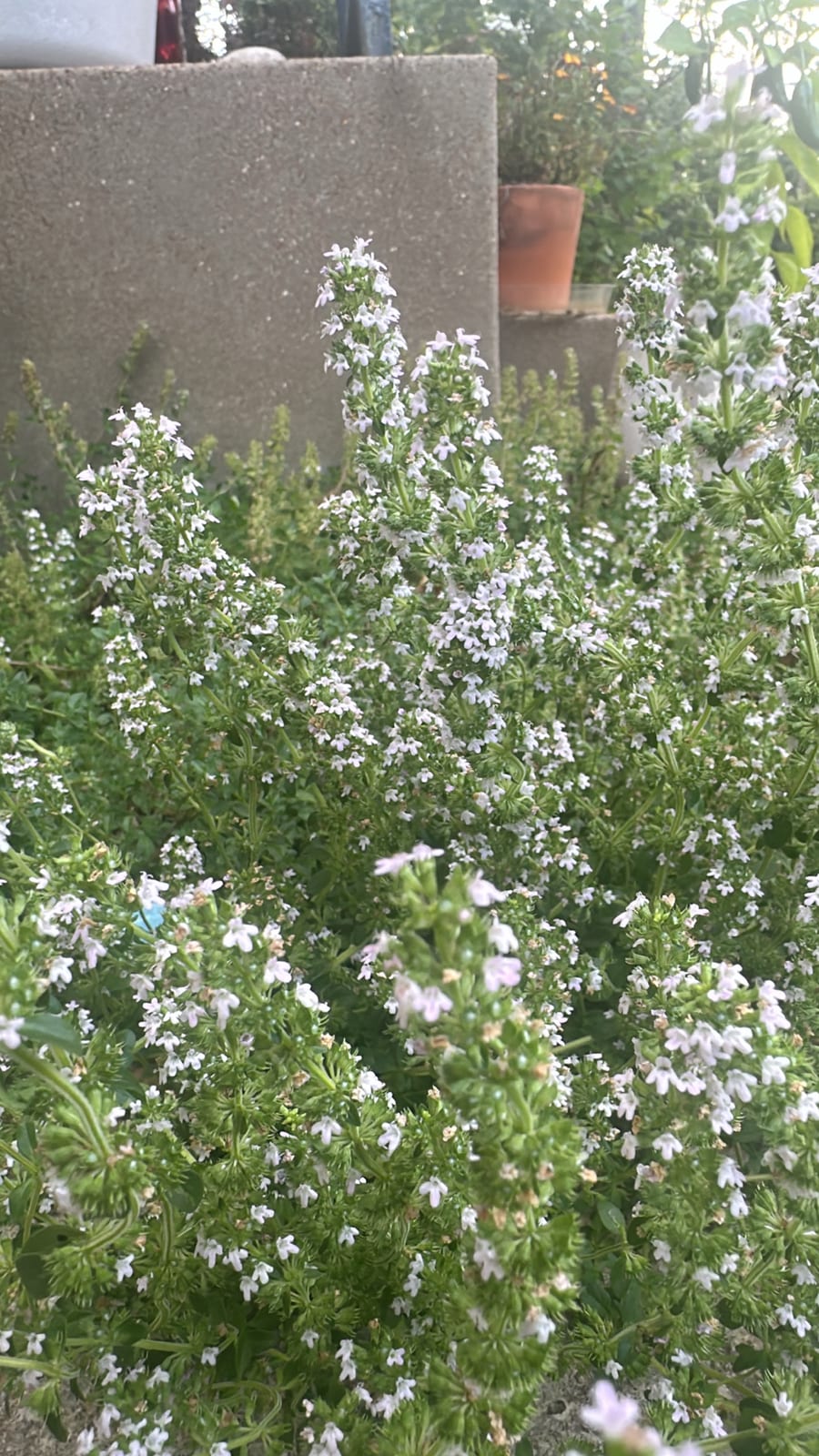 Thyme thumbnail 4