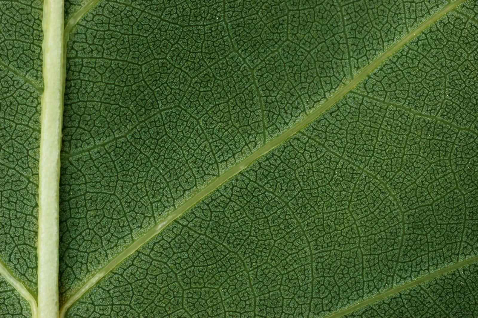 Tulip Poplar