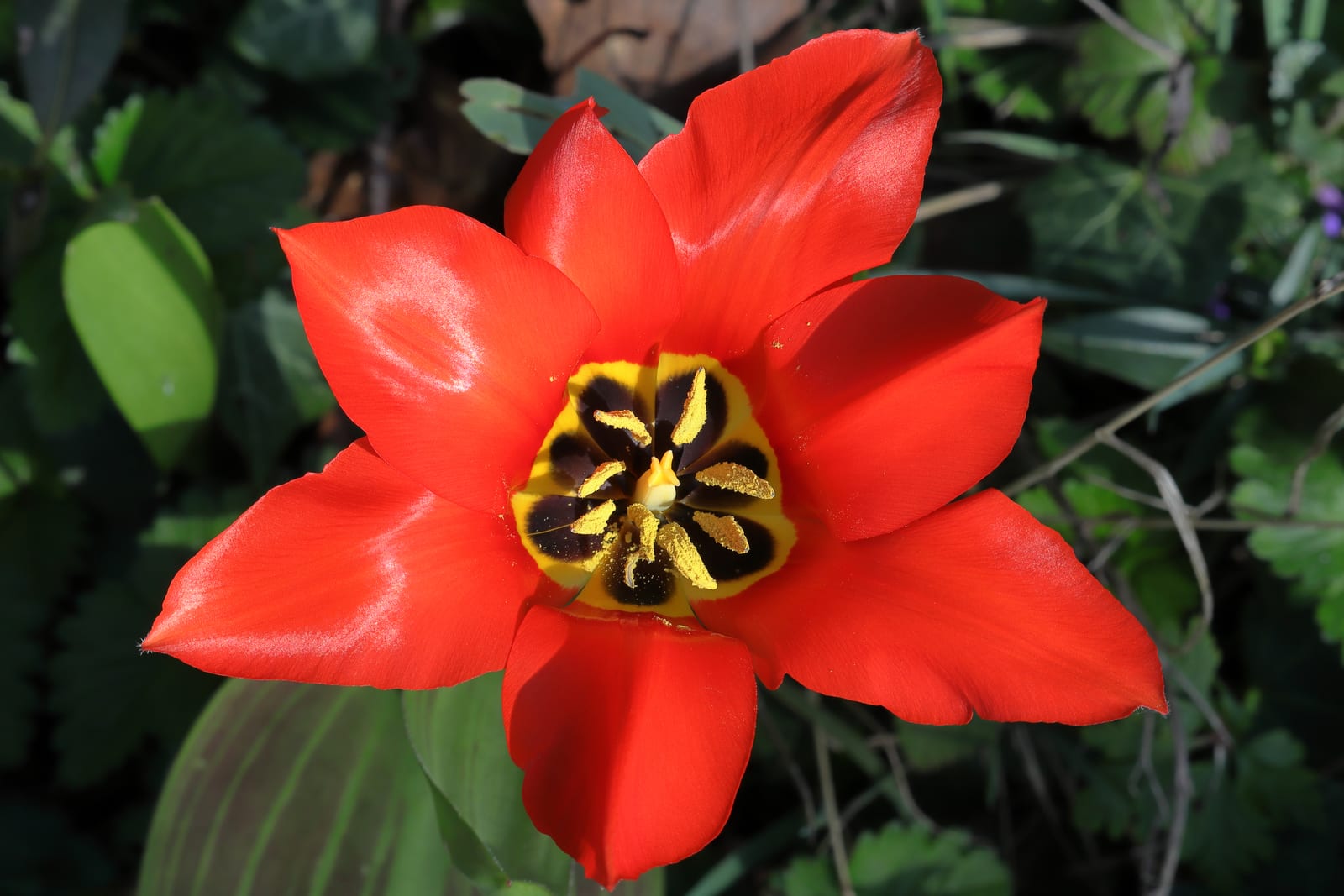 Tulip thumbnail 4