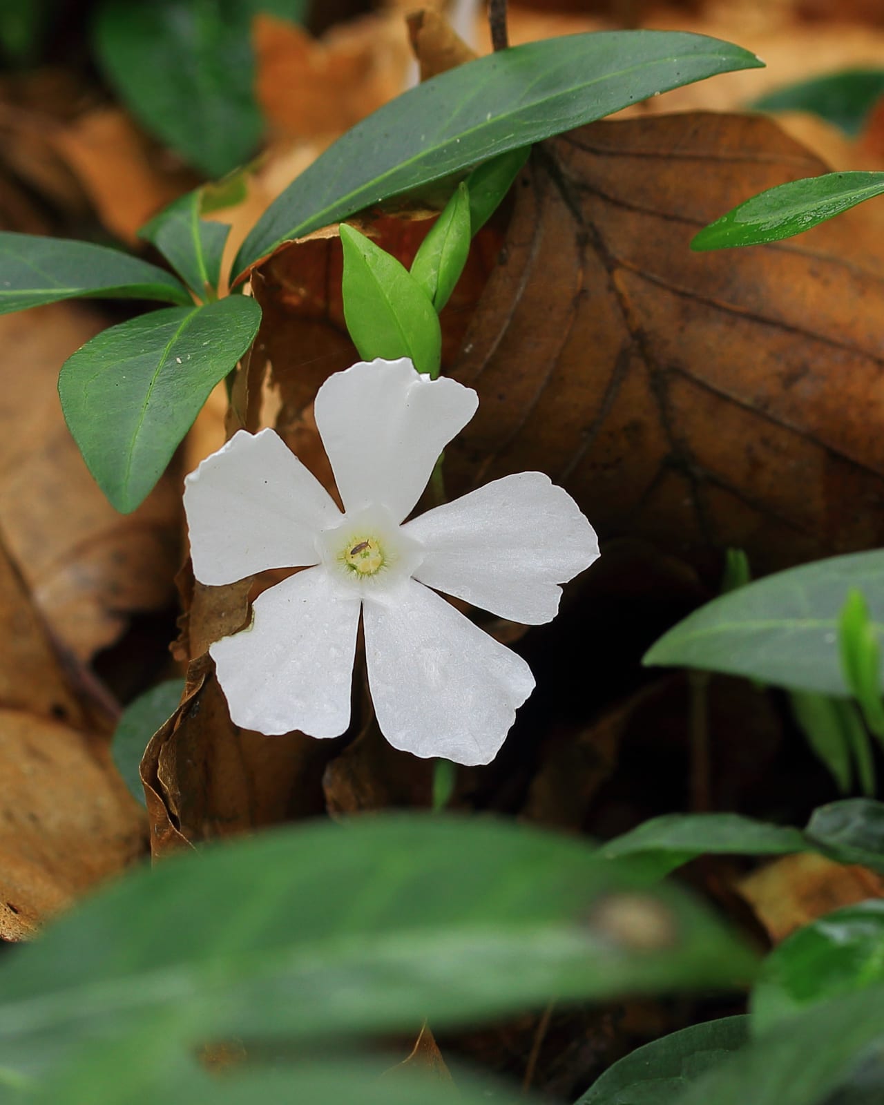 Vinca (Periwinkle) thumbnail 3