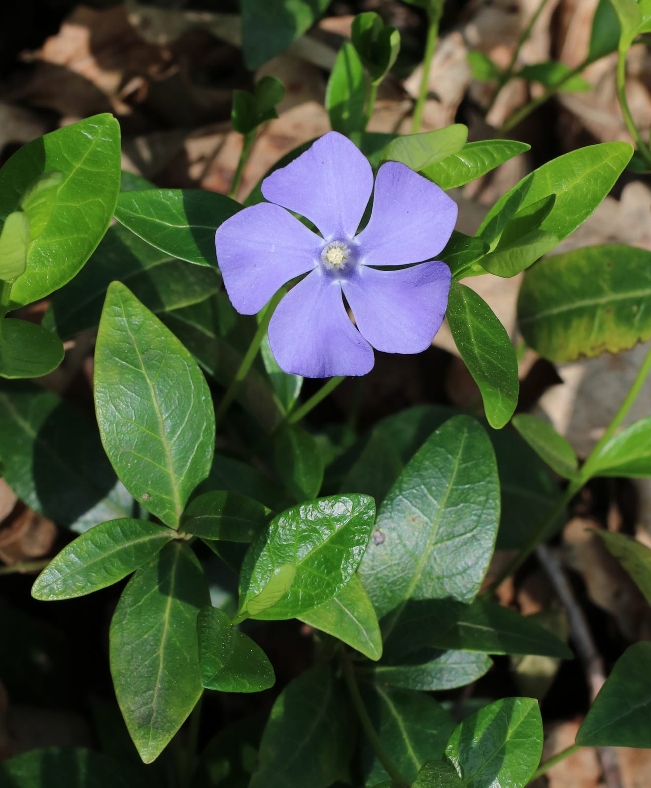 Vinca (Periwinkle) thumbnail 4