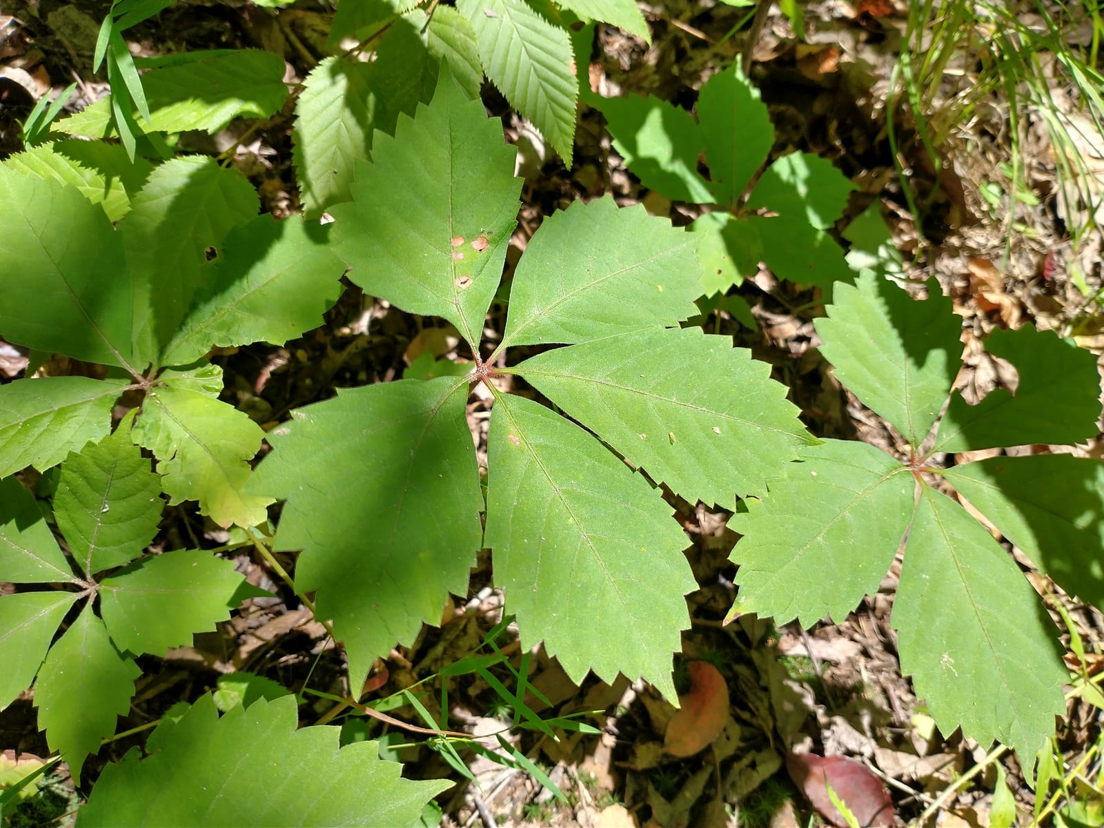 Virginia Creeper