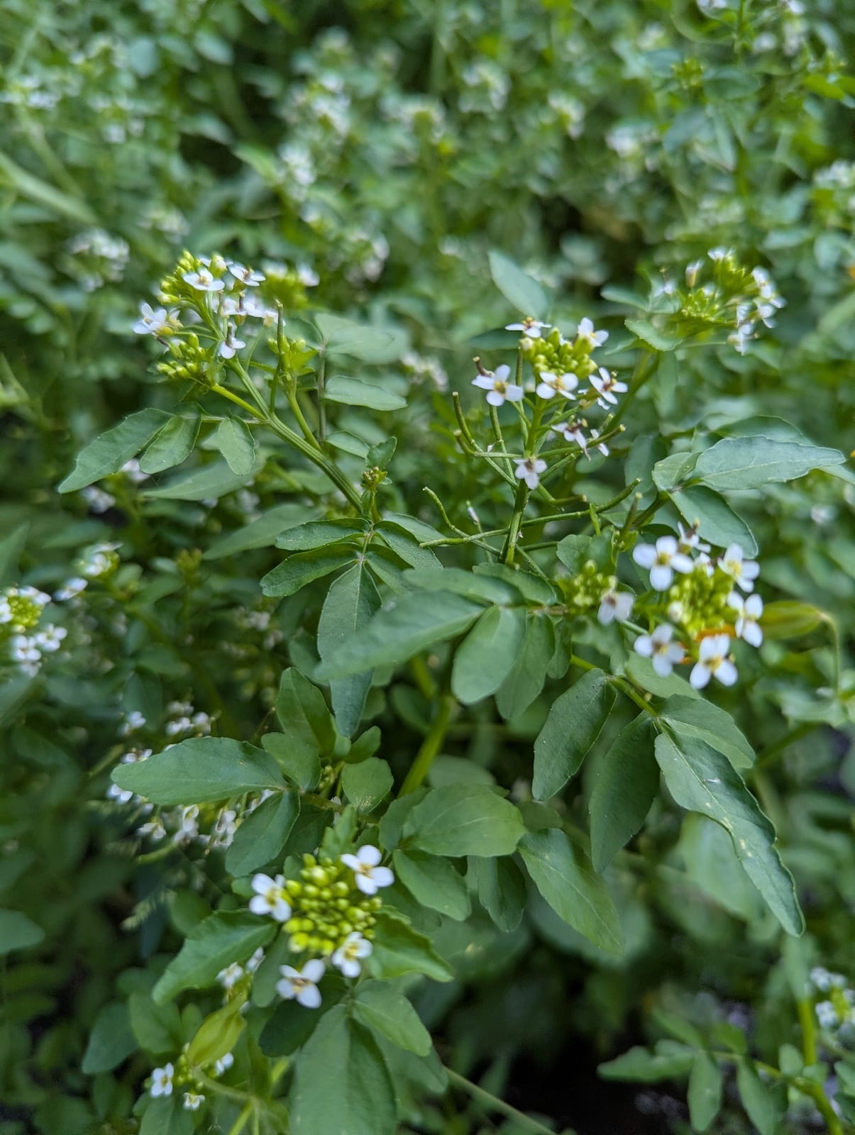 Watercress thumbnail 4