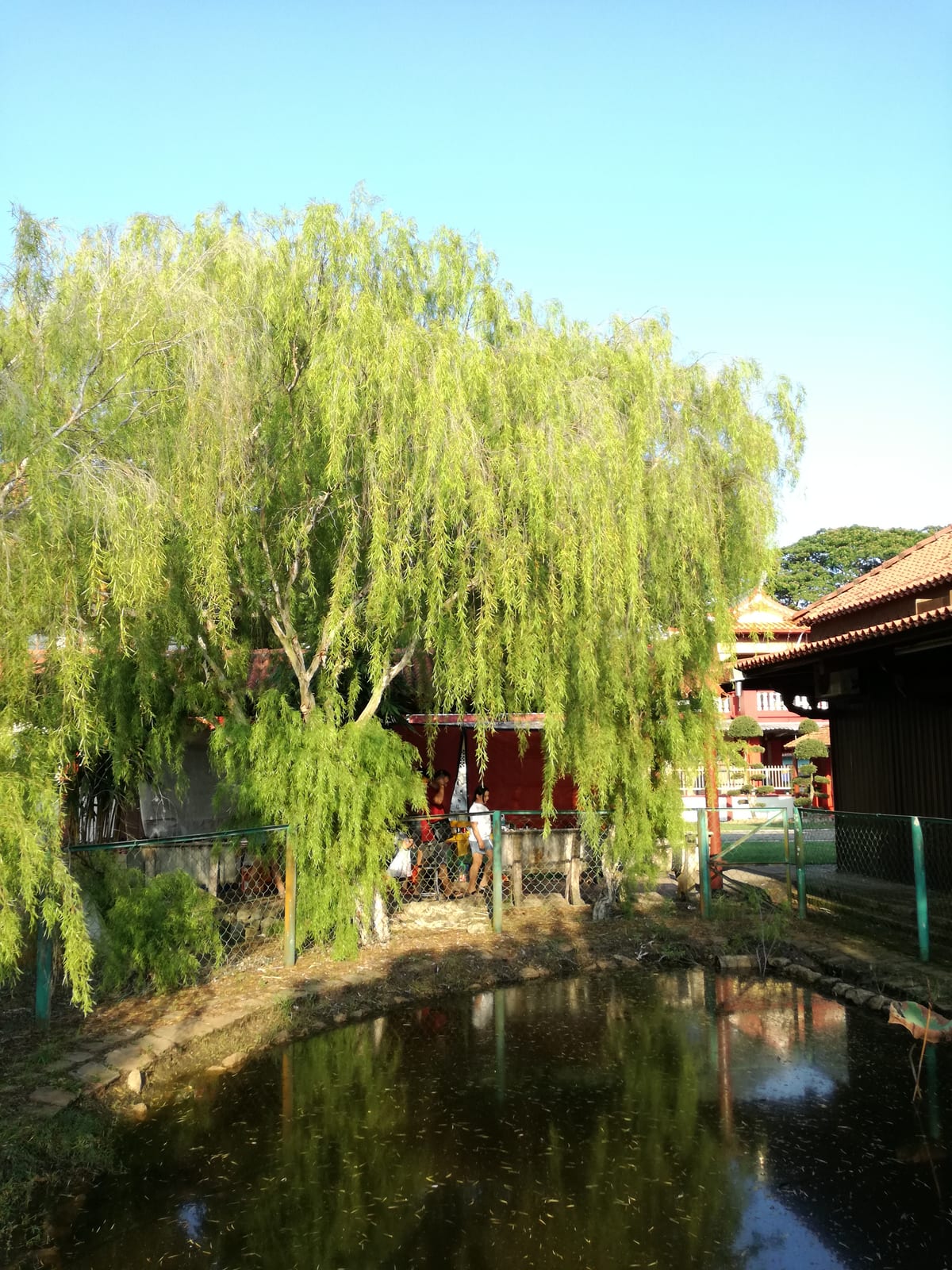 Weeping Willow thumbnail 2