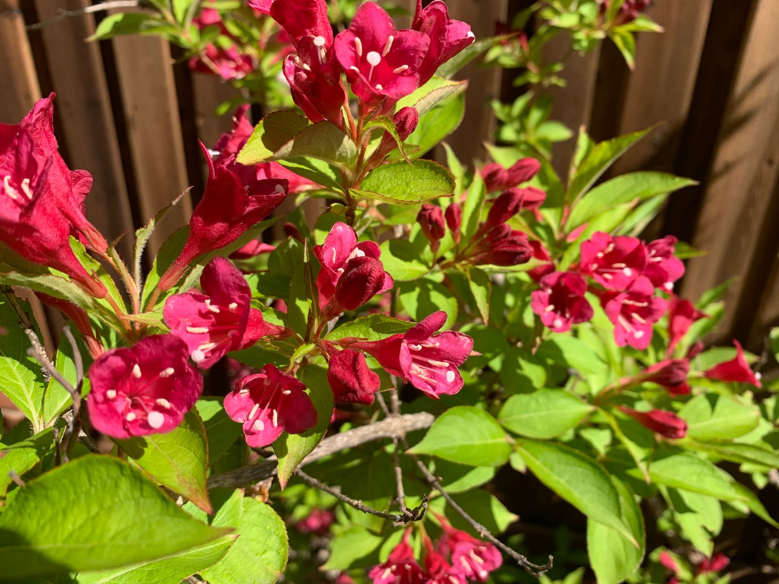 Weigela thumbnail 2
