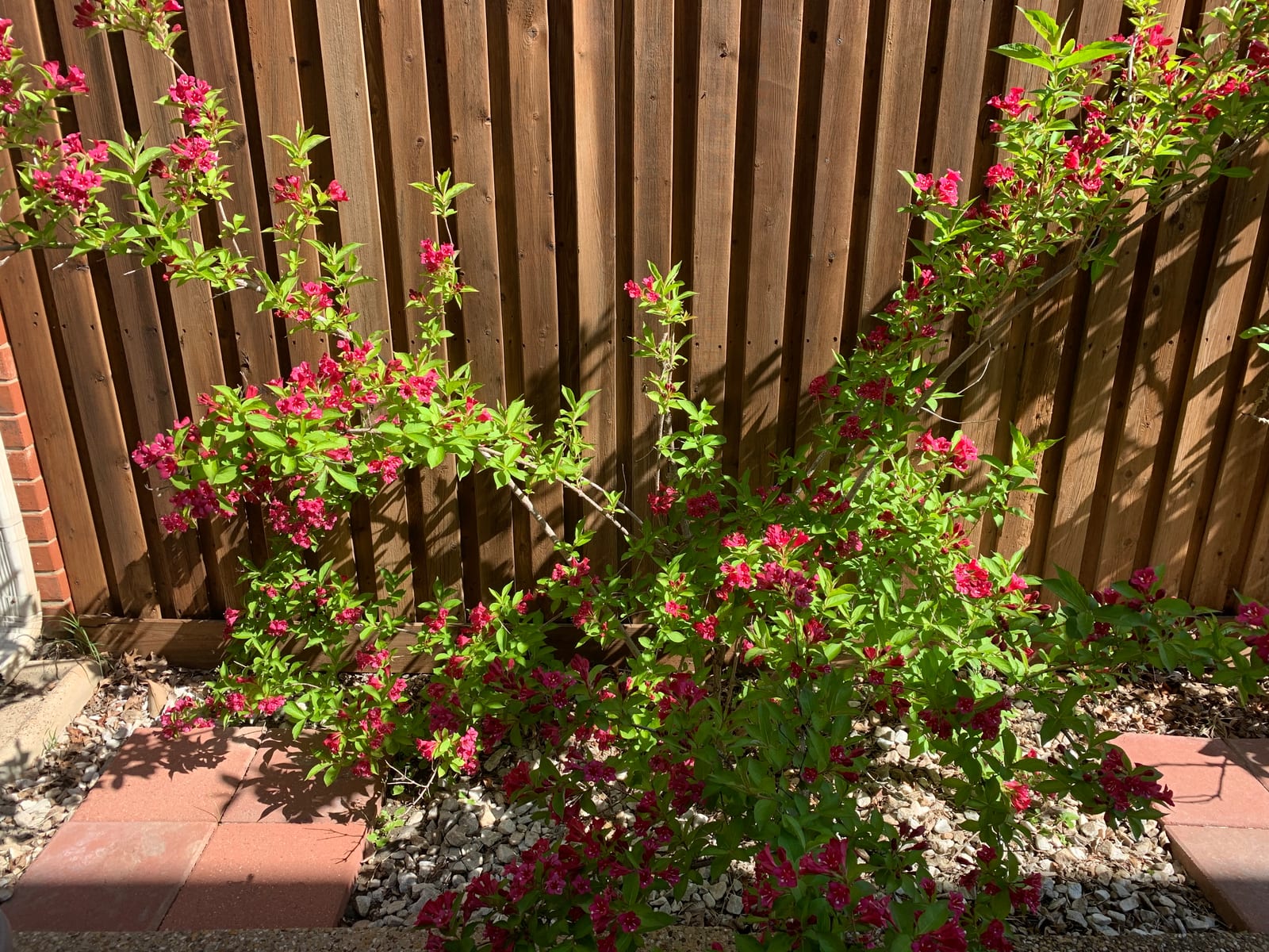 Weigela thumbnail 3
