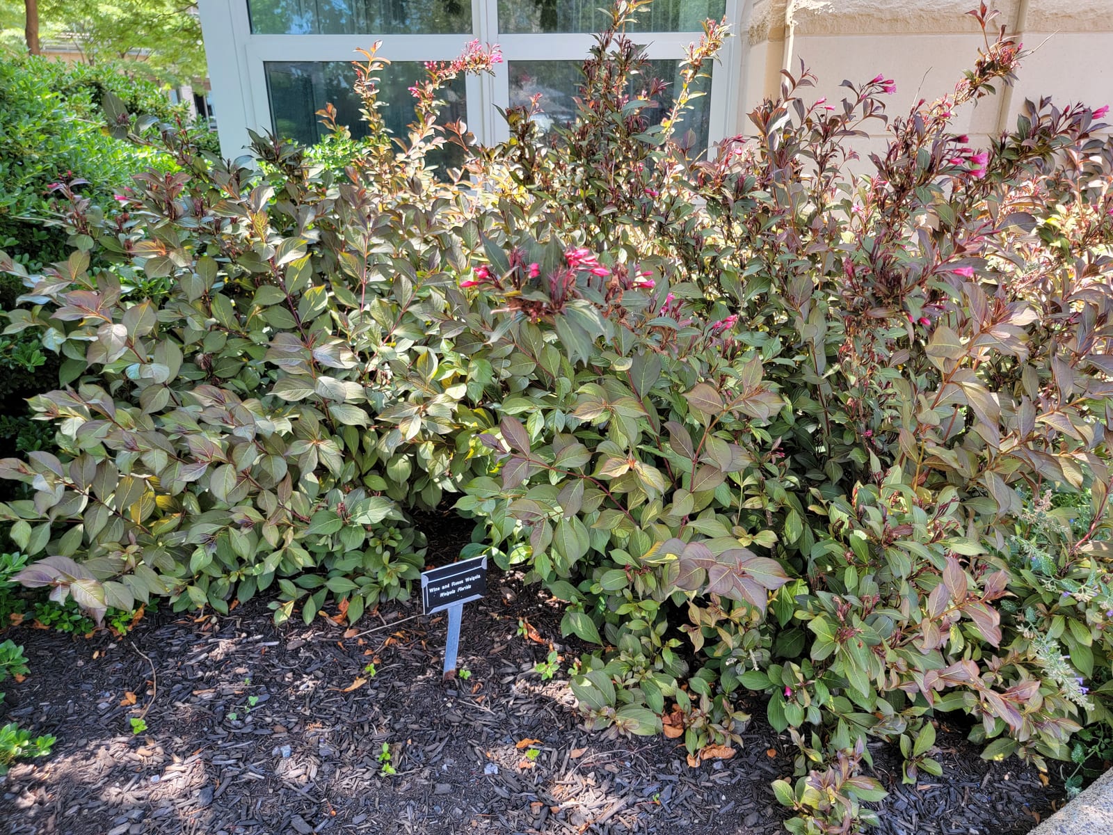 Weigela thumbnail 4