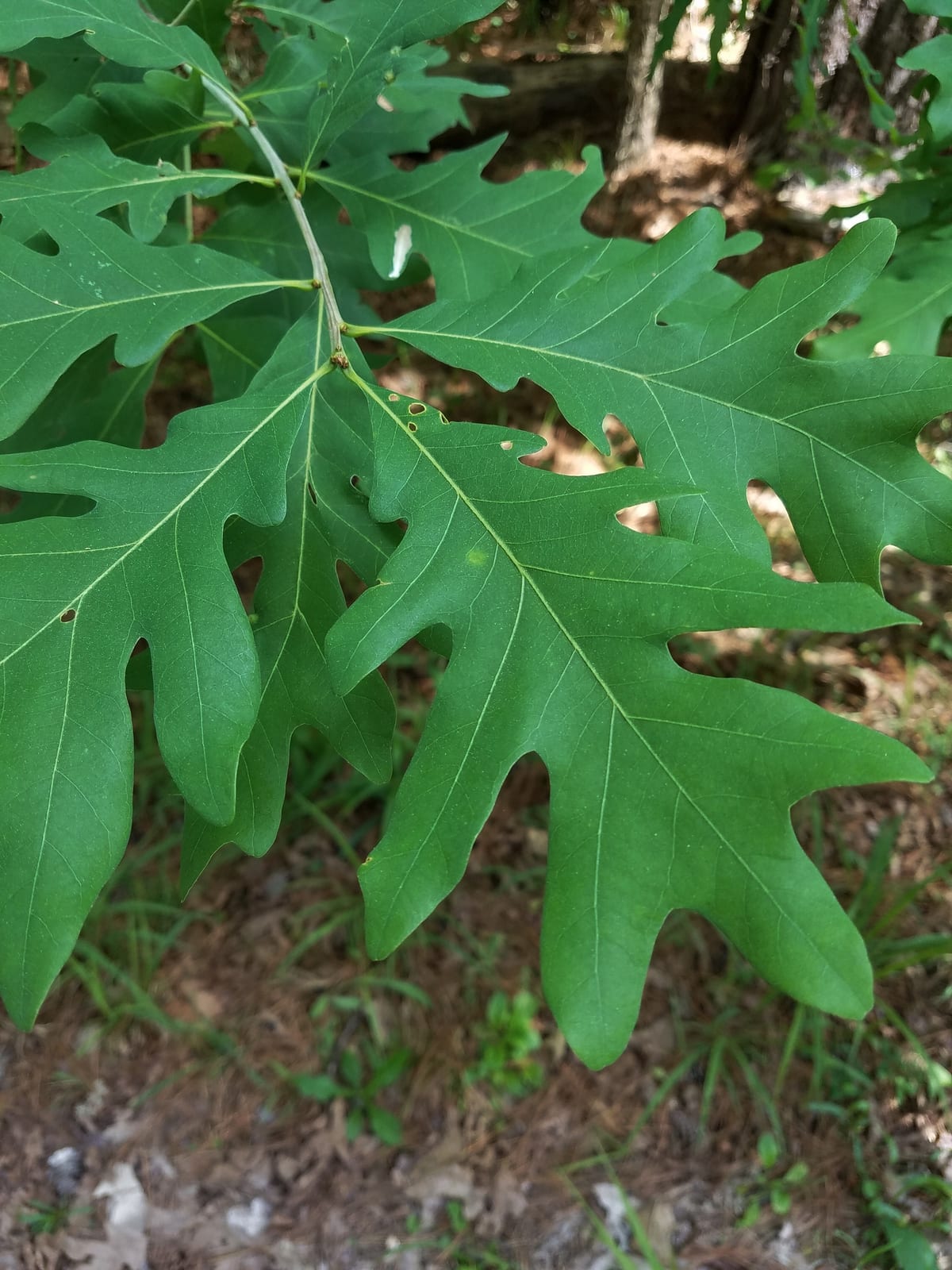 White Oak thumbnail 4